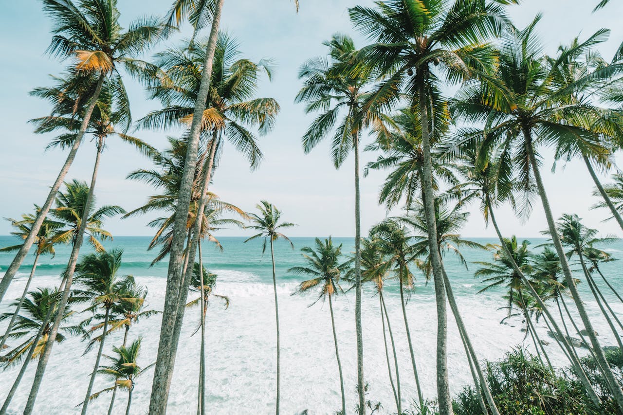 hero-img-02 Breathtaking view of coconut palm trees along a tropical beach, perfect for nature enthusiasts and travelers.